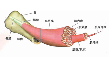 從肌肉到肌筋膜單元