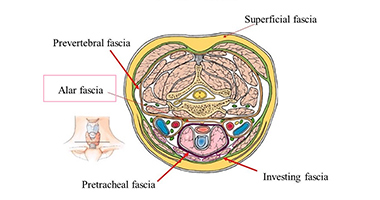 翼狀筋膜——口咽感染的抵抗衛(wèi)士