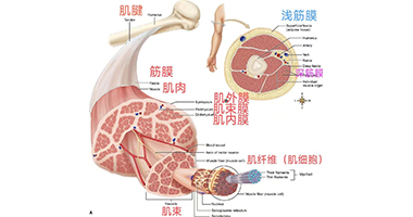 從肌肉、筋膜、關(guān)節(jié)解剖，啟發(fā)手法治療